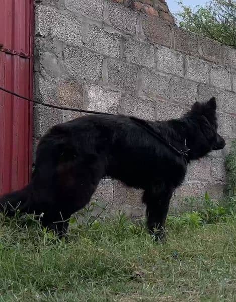 Black German shepherd dog / long coat dog / gsd 6