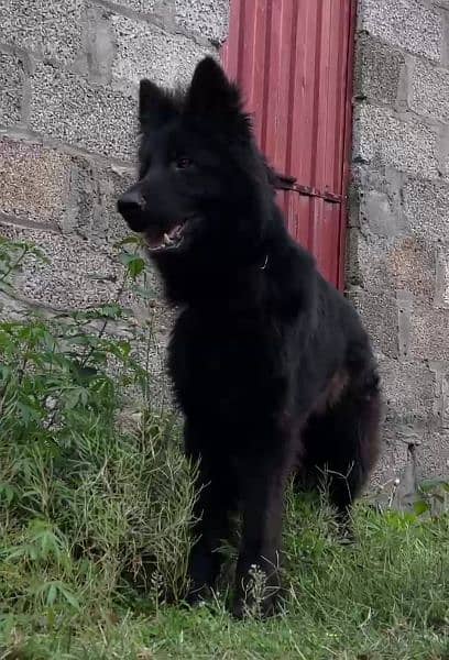 Black German shepherd dog / long coat dog / gsd 7