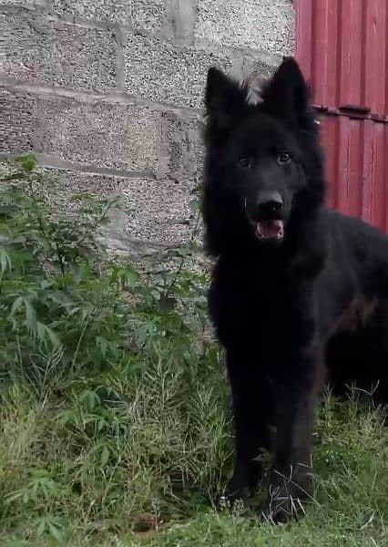 Black German shepherd dog / long coat dog / gsd 8