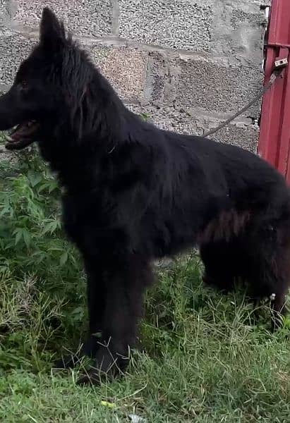 Black German shepherd dog / long coat dog / gsd 9