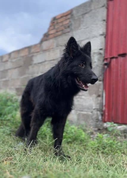 Black German shepherd dog / long coat dog / gsd 10