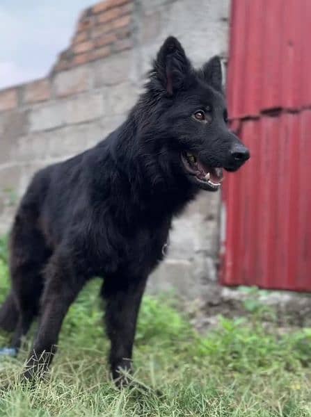 Black German shepherd dog / long coat dog / gsd 11