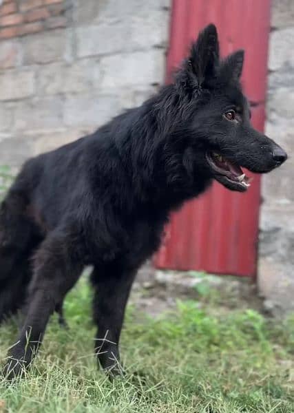 Black German shepherd dog / long coat dog / gsd 12