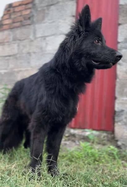 Black German shepherd dog / long coat dog / gsd 13