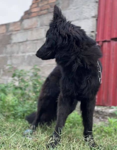 Black German shepherd dog / long coat dog / gsd 14