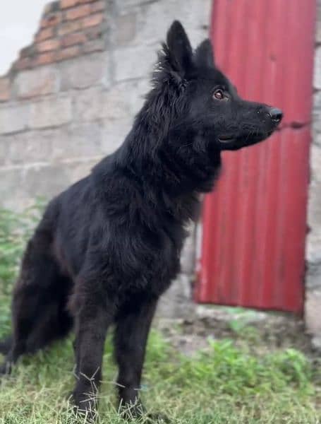 Black German shepherd dog / long coat dog / gsd 15