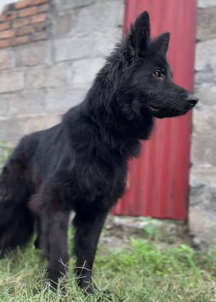 Black German shepherd dog / long coat dog / gsd 16