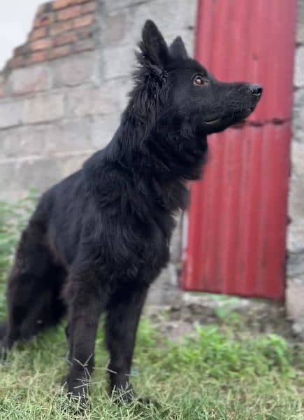 Black German shepherd dog / long coat dog / gsd 17