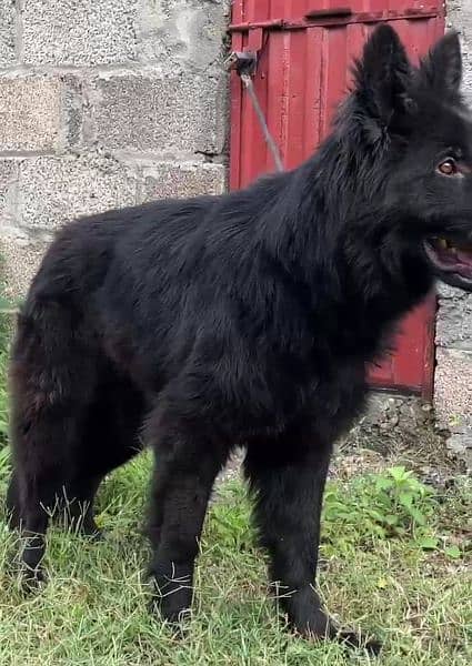 Black German shepherd dog / long coat dog / gsd 18