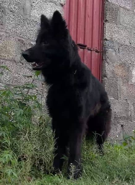 Black German shepherd dog / long coat dog / gsd 19