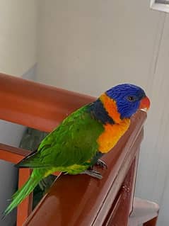lorry parrot available