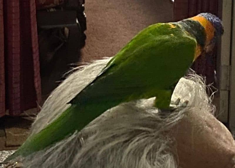 lorry parrot available 4
