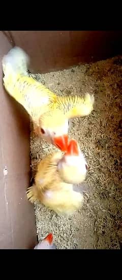 yellow ringneck chicks