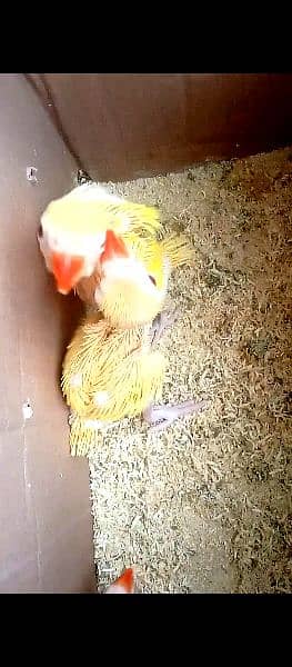 yellow ringneck chicks 1