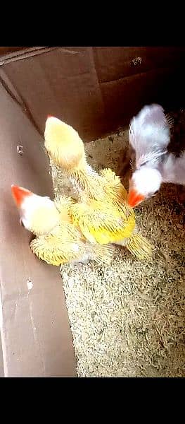 yellow ringneck chicks 2