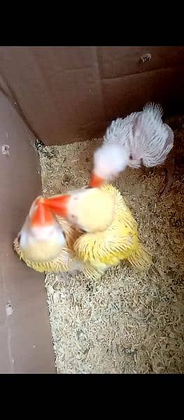yellow ringneck chicks 3