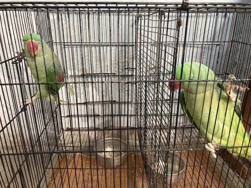 Raw Parrot For sale 0