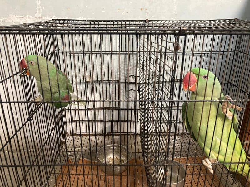 Raw Parrot For sale 1