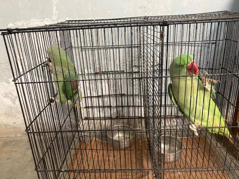 Raw Parrot For sale 2
