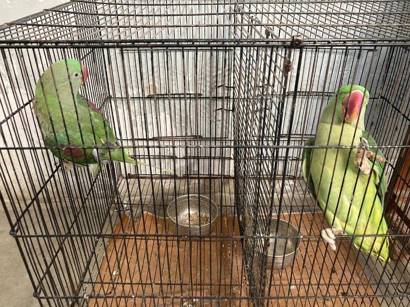 Raw Parrot For sale 3