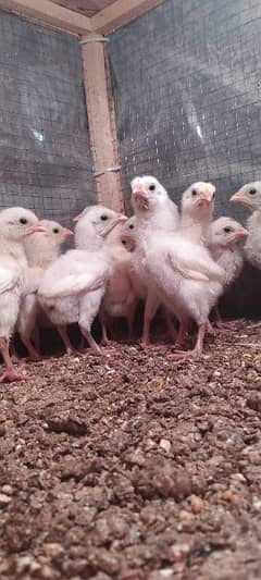 Pure heera aseel chicks for sale 0