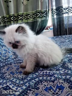 female persian kitten. wtsup only