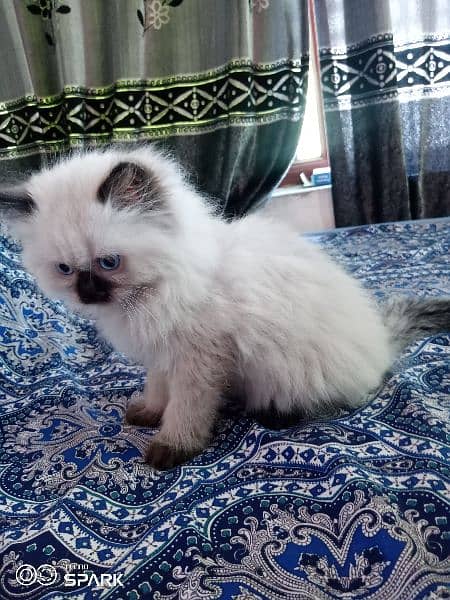 female persian kitten. wtsup only 0