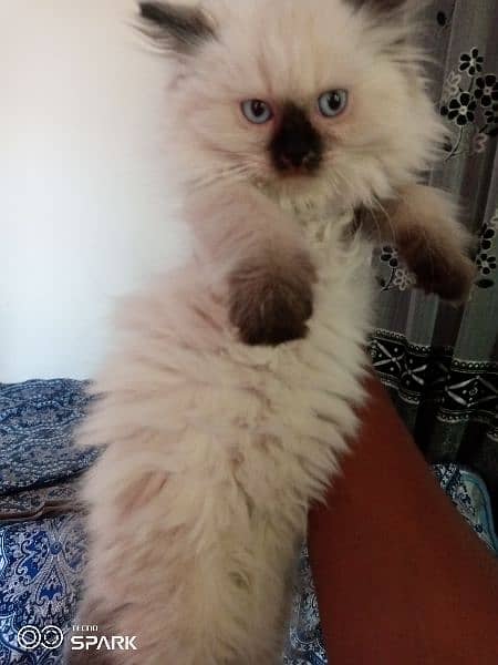 female persian kitten. wtsup only 1