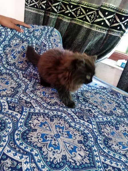 female persian kitten. wtsup only 4