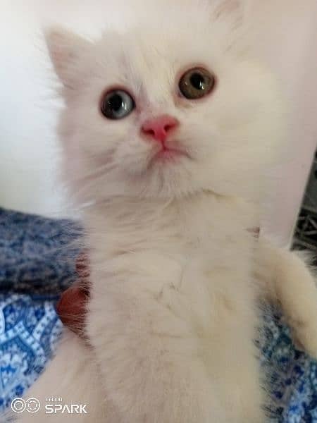 female persian kitten. wtsup only 6