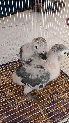 African grey parrots chicks