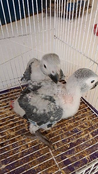 African grey parrots chicks 1