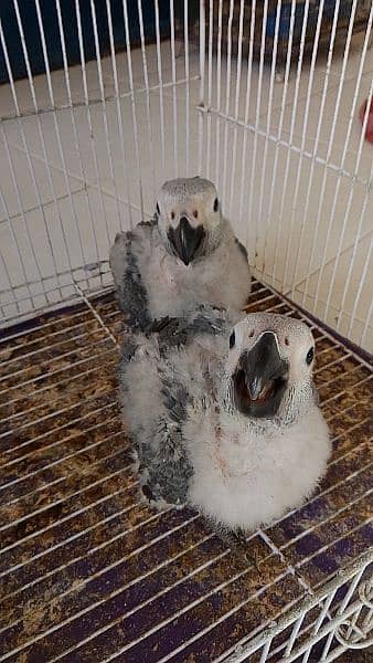 African grey parrots chicks 2