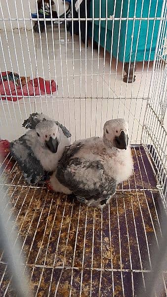 African grey parrots chicks 3