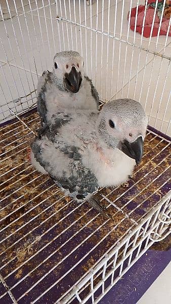 African grey parrots chicks 4