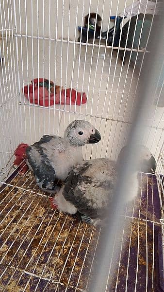 African grey parrots chicks 5