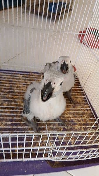 African grey parrots chicks 6