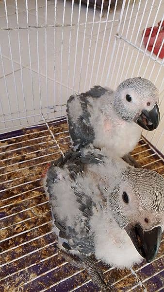 African grey parrots chicks 7