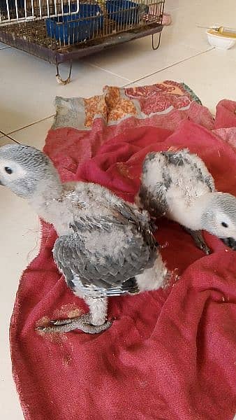 African grey parrots chicks 8