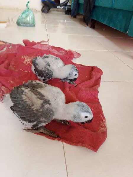 African grey parrots chicks 9