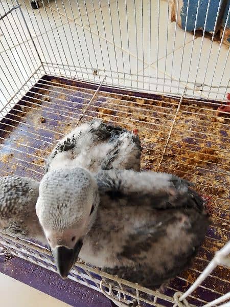 African grey parrots chicks 10