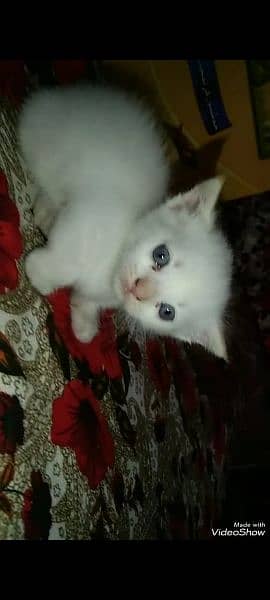 40 days cat for sale. 2