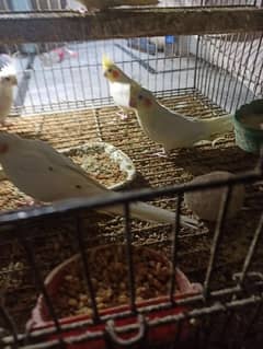 common white parrot for sale 03232449597