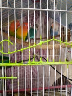 Love birds opline pair breeder for sale
