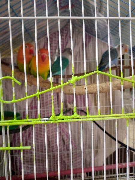 Love birds opline pair breeder for sale 1