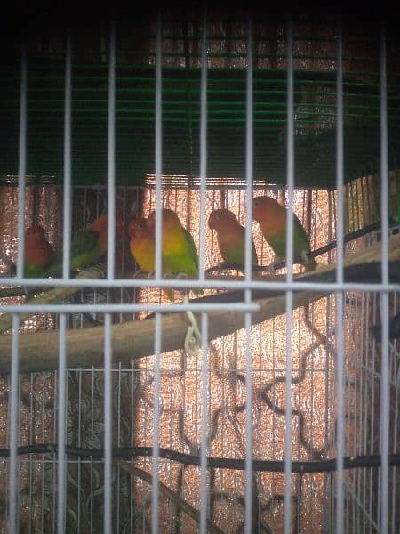 Love birds opline pair breeder for sale 2