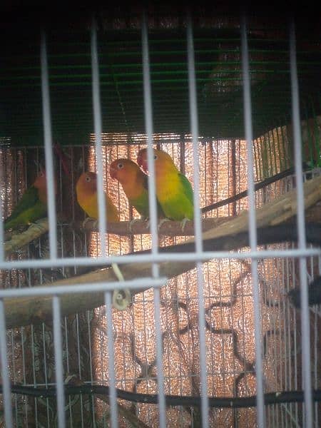 Love birds opline pair breeder for sale 3