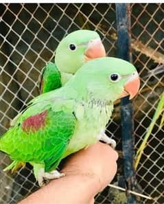 Hand tame parrots //0307//2750088//