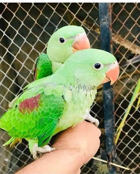Hand tame parrots //0307//2750088// 0