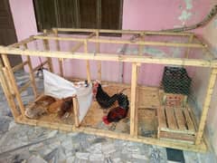 Two Male and 5 Female Hens